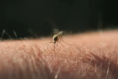 Colorado’s first human cases of West Nile virus in 2025 confirmed in Adams County