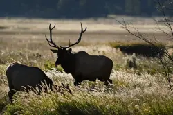 ‘Massive’ search and rescue operation continues for 2 missing elk hunters in southern Colorado