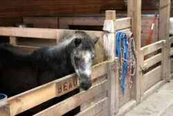 Eviction suit added to dispute between Kane County horse rescue and landlords