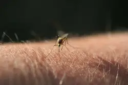 Colorado’s first human cases of West Nile virus in 2025 confirmed in Adams County
