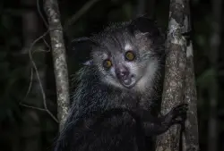 Bronx Zoo’s fascinating World of Darkness exhibit reopens after 16-year hiatus