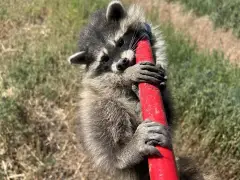 Baby raccoon rescued from semi-truck engine in Arapahoe County